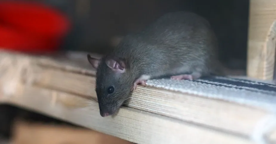 Choosing the Right Rat Exterminator Essential Tips for Effective Pest Control