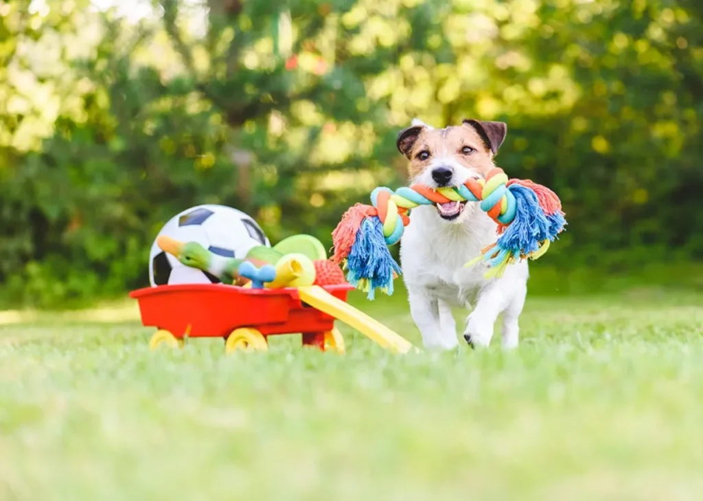 Selecting the Best Dog Toys Guide