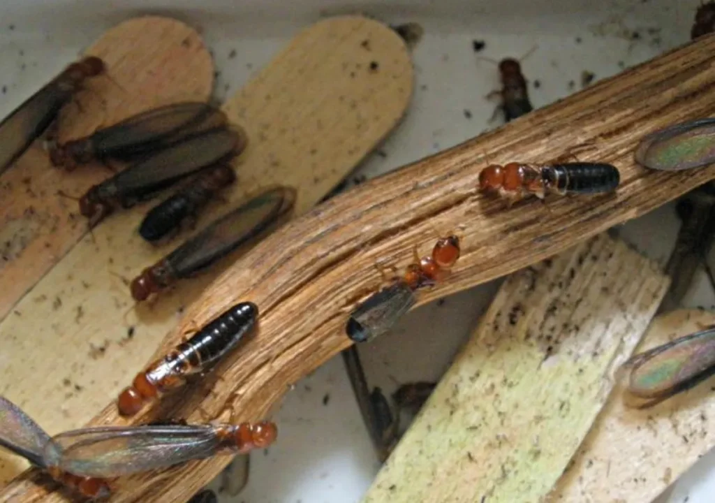 What Does a Western Drywood Termite Look Like